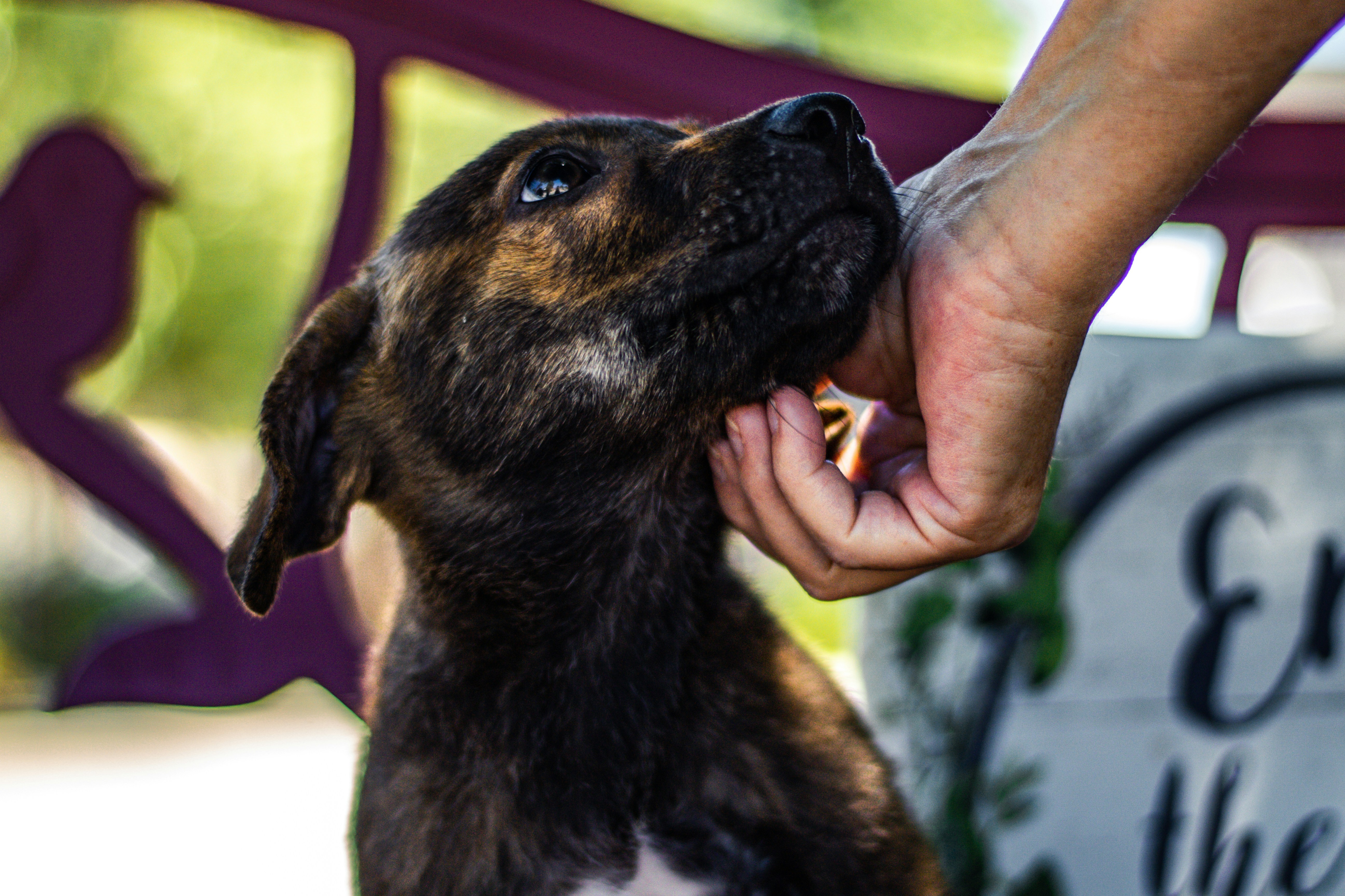 Combien coûte réellement un animal en refuge