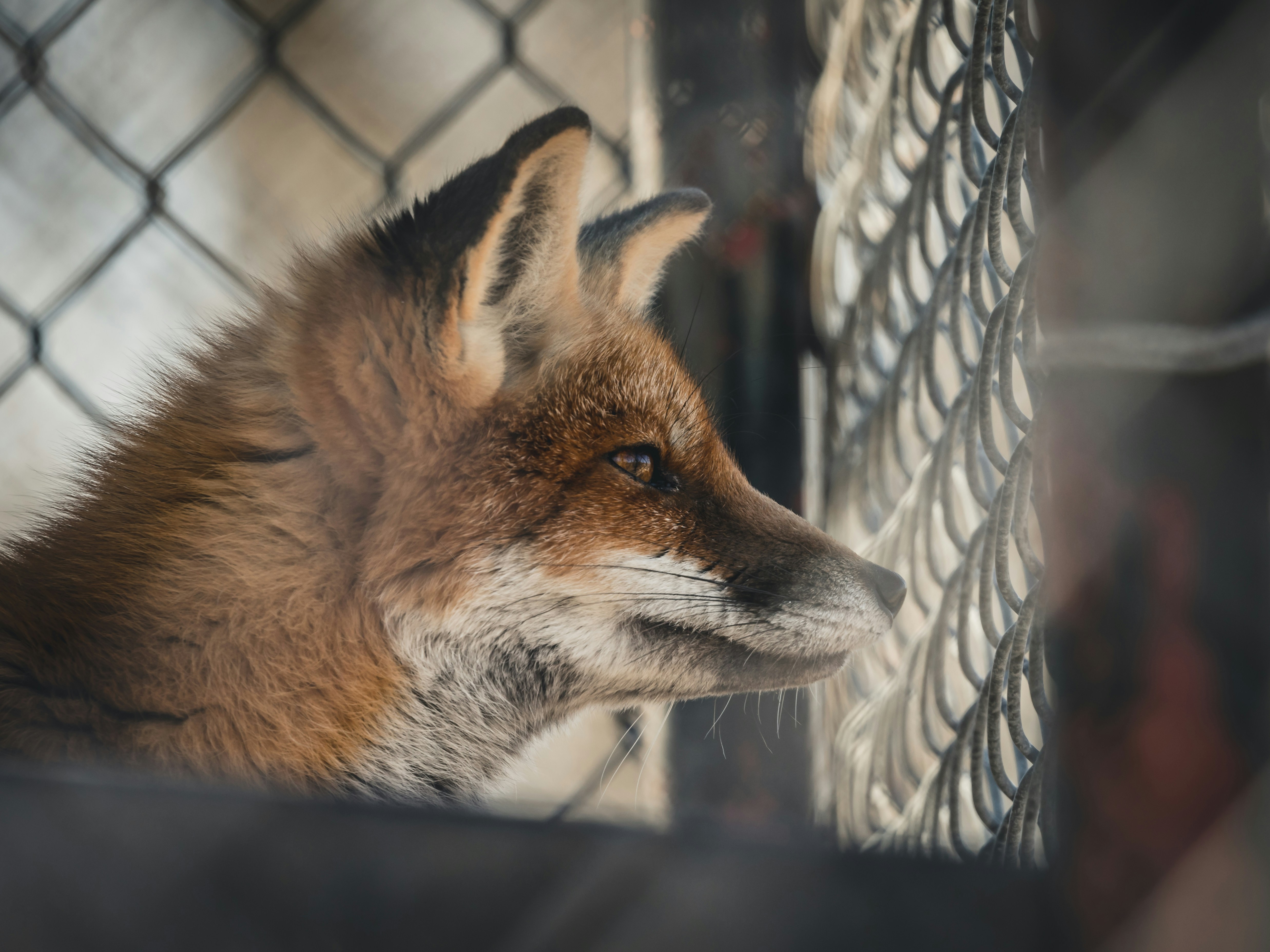 Qu'est-ce qu'un refuge animalier ? Le guide complet des structures de protection animale
